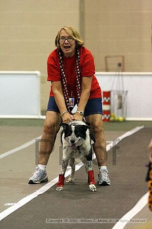 Dawg Derby Flyball Tournement<br />July 12<br />Classic Center<br />Athens, Ga