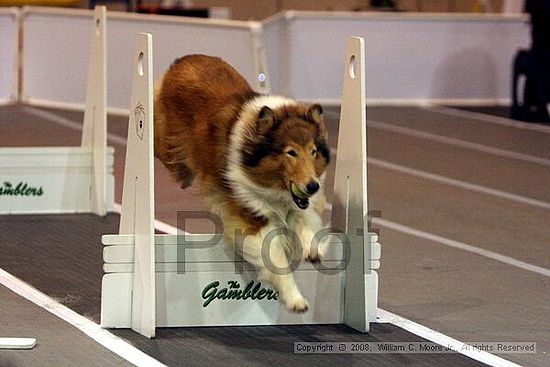 Dawg Derby Flyball Tournement<br />July 12<br />Classic Center<br />Athens, Ga