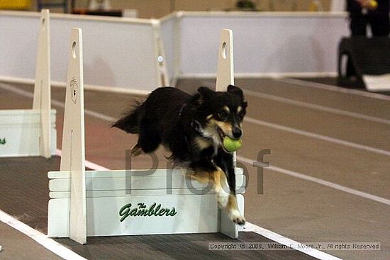 Dawg Derby Flyball Tournement<br />July 12<br />Classic Center<br />Athens, Ga
