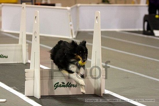 Dawg Derby Flyball Tournement<br />July 12<br />Classic Center<br />Athens, Ga