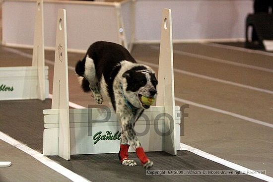 Dawg Derby Flyball Tournement<br />July 12<br />Classic Center<br />Athens, Ga