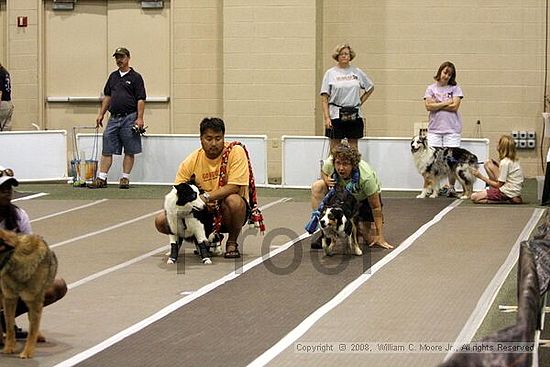 Dawg Derby Flyball Tournement<br />July 12<br />Classic Center<br />Athens, Ga