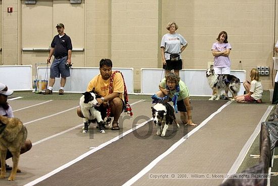 Dawg Derby Flyball Tournement<br />July 12<br />Classic Center<br />Athens, Ga