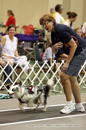 Dawg Derby Flyball Tournement<br />July 12<br />Classic Center<br />Athens, Ga