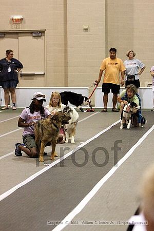 Dawg Derby Flyball Tournement<br />July 12<br />Classic Center<br />Athens, Ga