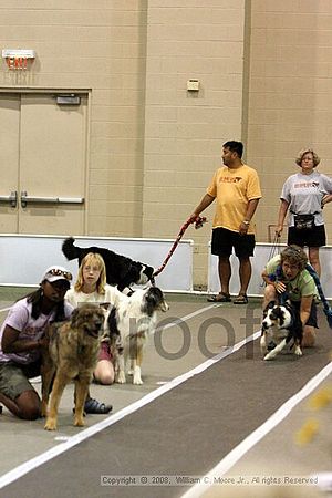 Dawg Derby Flyball Tournement<br />July 12<br />Classic Center<br />Athens, Ga