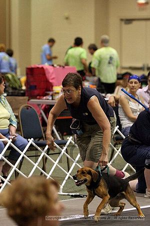 Dawg Derby Flyball Tournement<br />July 12<br />Classic Center<br />Athens, Ga
