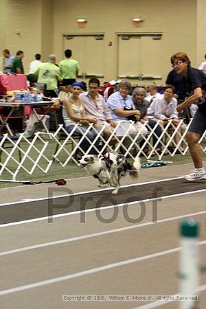 Dawg Derby Flyball Tournement<br />July 12<br />Classic Center<br />Athens, Ga
