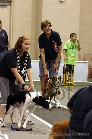 Dawg Derby Flyball Tournement<br />July 12<br />Classic Center<br />Athens, Ga