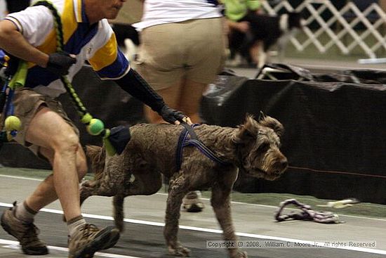 Dawg Derby Flyball Tournement<br />July 12<br />Classic Center<br />Athens, Ga
