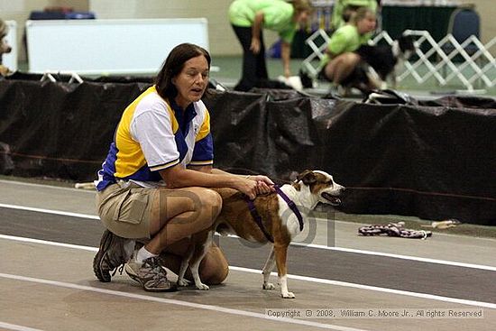 Dawg Derby Flyball Tournement<br />July 12<br />Classic Center<br />Athens, Ga