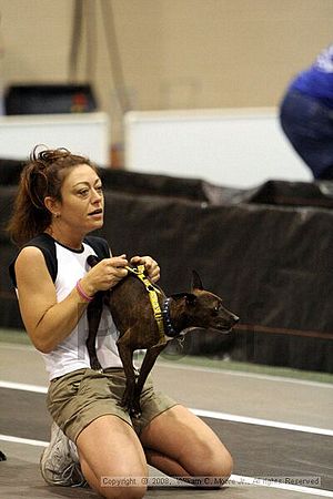 Dawg Derby Flyball Tournement<br />July 12<br />Classic Center<br />Athens, Ga