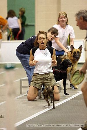 Dawg Derby Flyball Tournement<br />July 12<br />Classic Center<br />Athens, Ga