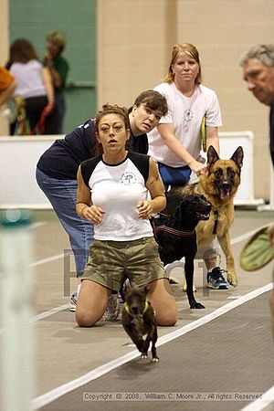 Dawg Derby Flyball Tournement<br />July 12<br />Classic Center<br />Athens, Ga