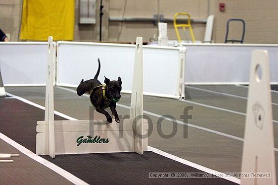 Dawg Derby Flyball Tournement<br />July 12<br />Classic Center<br />Athens, Ga