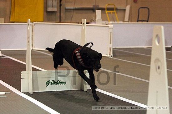 Dawg Derby Flyball Tournement<br />July 12<br />Classic Center<br />Athens, Ga
