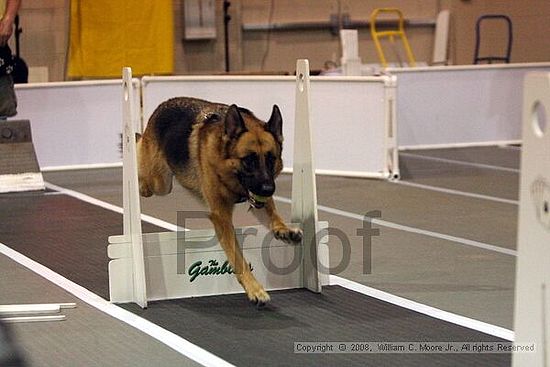 Dawg Derby Flyball Tournement<br />July 12<br />Classic Center<br />Athens, Ga