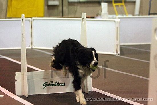 Dawg Derby Flyball Tournement<br />July 12<br />Classic Center<br />Athens, Ga