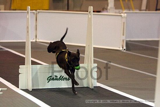 Dawg Derby Flyball Tournement<br />July 12<br />Classic Center<br />Athens, Ga