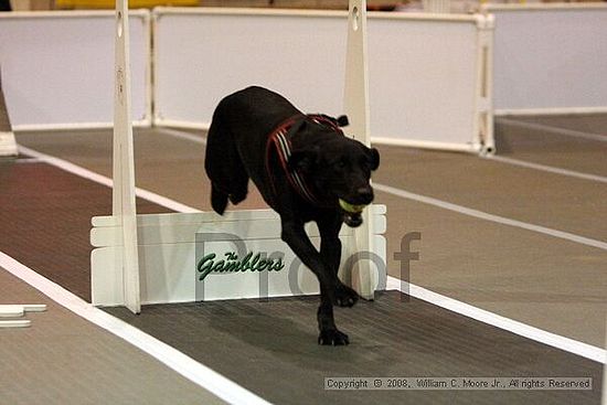 Dawg Derby Flyball Tournement<br />July 12<br />Classic Center<br />Athens, Ga