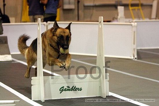 Dawg Derby Flyball Tournement<br />July 12<br />Classic Center<br />Athens, Ga