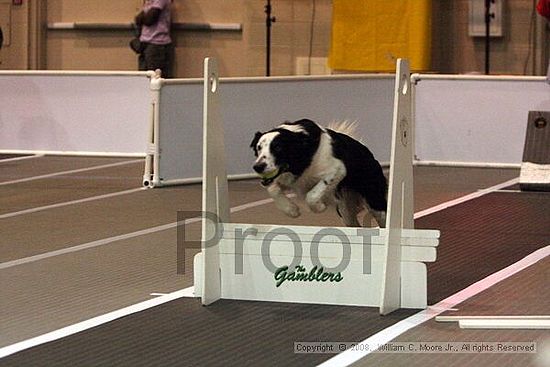 Dawg Derby Flyball Tournement<br />July 12<br />Classic Center<br />Athens, Ga