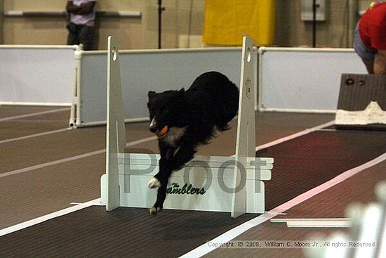 Dawg Derby Flyball Tournement<br />July 12<br />Classic Center<br />Athens, Ga