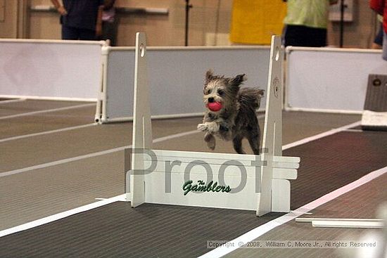 Dawg Derby Flyball Tournement<br />July 12<br />Classic Center<br />Athens, Ga