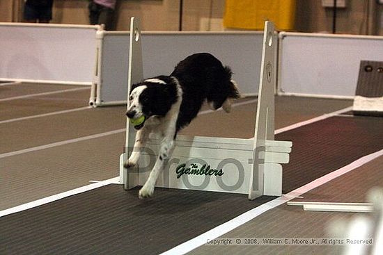 Dawg Derby Flyball Tournement<br />July 12<br />Classic Center<br />Athens, Ga