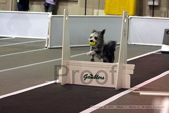 Dawg Derby Flyball Tournement<br />July 12<br />Classic Center<br />Athens, Ga