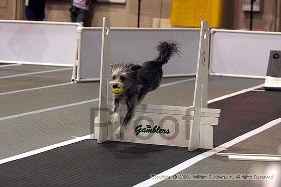 Dawg Derby Flyball Tournement<br />July 12<br />Classic Center<br />Athens, Ga