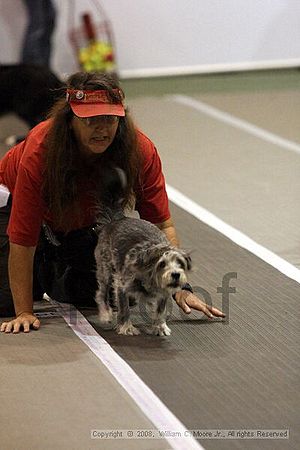Dawg Derby Flyball Tournement<br />July 12<br />Classic Center<br />Athens, Ga