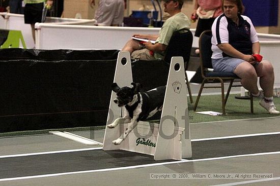 Dawg Derby Flyball Tournement<br />July 12<br />Classic Center<br />Athens, Ga