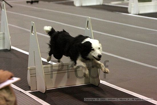 Dawg Derby Flyball Tournement<br />July 12<br />Classic Center<br />Athens, Ga