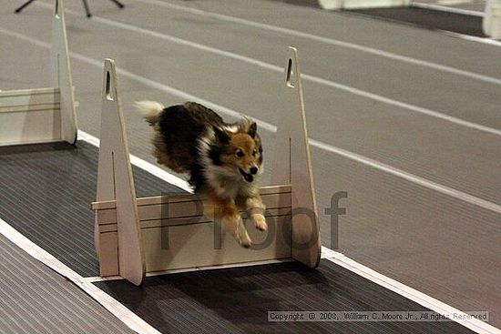 Dawg Derby Flyball Tournement<br />July 12<br />Classic Center<br />Athens, Ga