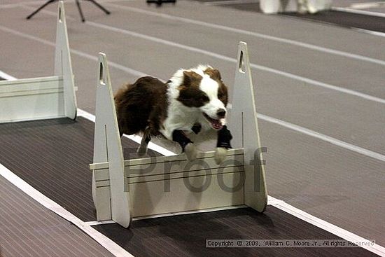 Dawg Derby Flyball Tournement<br />July 12<br />Classic Center<br />Athens, Ga
