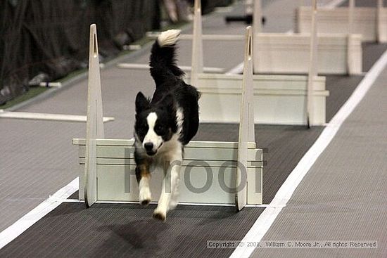 Dawg Derby Flyball Tournement<br />July 12<br />Classic Center<br />Athens, Ga