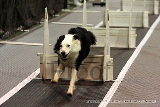 Dawg Derby Flyball Tournement<br />July 12<br />Classic Center<br />Athens, Ga