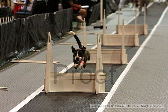 Dawg Derby Flyball Tournement<br />July 12<br />Classic Center<br />Athens, Ga