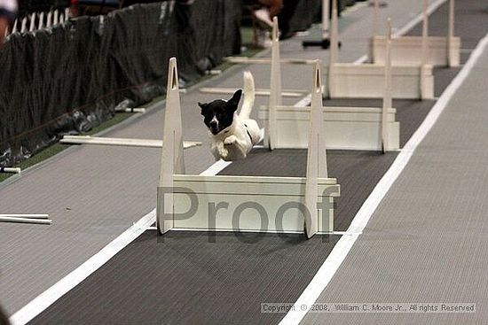 Dawg Derby Flyball Tournement<br />July 12<br />Classic Center<br />Athens, Ga