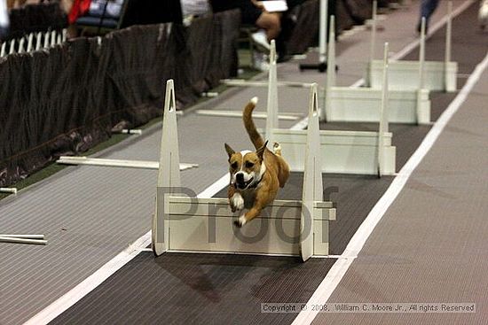 Dawg Derby Flyball Tournement<br />July 12<br />Classic Center<br />Athens, Ga