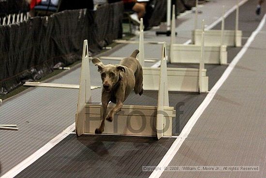 Dawg Derby Flyball Tournement<br />July 12<br />Classic Center<br />Athens, Ga