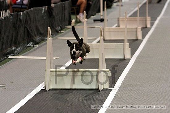 Dawg Derby Flyball Tournement<br />July 12<br />Classic Center<br />Athens, Ga