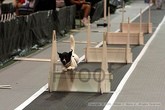 Dawg Derby Flyball Tournement<br />July 12<br />Classic Center<br />Athens, Ga