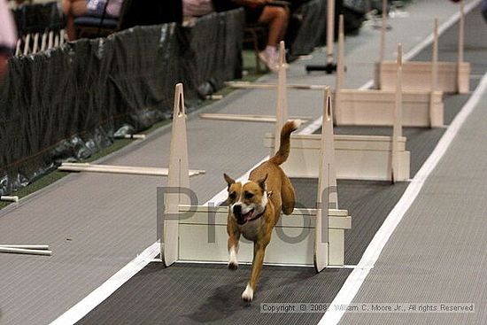 Dawg Derby Flyball Tournement<br />July 12<br />Classic Center<br />Athens, Ga