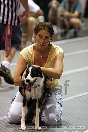 Dawg Derby Flyball Tournement<br />July 12<br />Classic Center<br />Athens, Ga