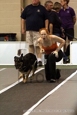 Dawg Derby Flyball Tournement<br />July 12<br />Classic Center<br />Athens, Ga