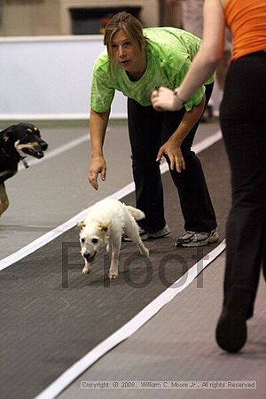 Dawg Derby Flyball Tournement<br />July 12<br />Classic Center<br />Athens, Ga