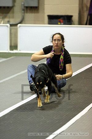 Dawg Derby Flyball Tournement<br />July 12<br />Classic Center<br />Athens, Ga