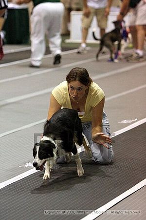 Dawg Derby Flyball Tournement<br />July 12<br />Classic Center<br />Athens, Ga